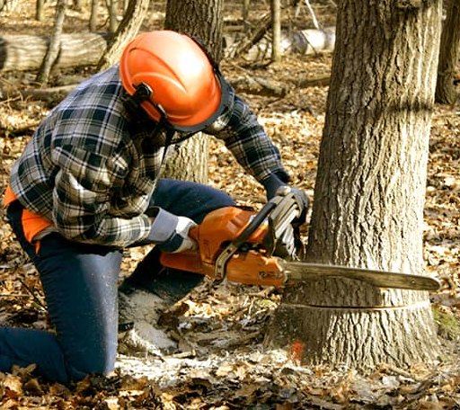 Tree Removal in Dublin, NC
